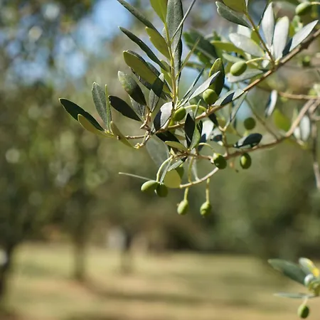 Bed & Breakfast Da Nic E Ste Casalbordino